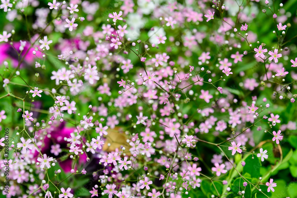 Large bouquet with small pink flowers of Gypsophila elegans, commonly known as showy baby's-breath isolated on white background, beautiful indoor floral background photograph Large bouquet with small pink flowers of Gypsophila elegans, commonly known as showy baby's-breath isolated on white background, beautiful indoor floral background photograph