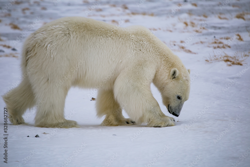 Niedźwiedź polarny, południowy Spitsbergen, Hornsund Niedźwiedź polarny, południowy Spitsbergen, Hornsund