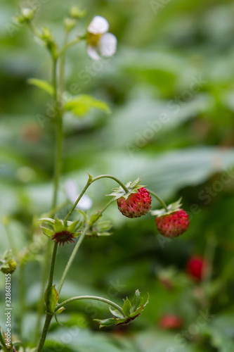 Berries and flowers of wild fragaria in forest, natural green background