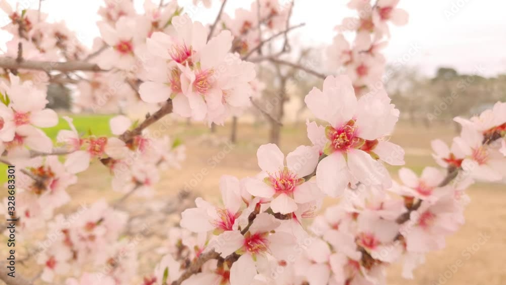 Spring Background with White Almond Flowers. Bee eating pollen from flowers Spring Background with White Almond Flowers. Bee eating pollen from flowers