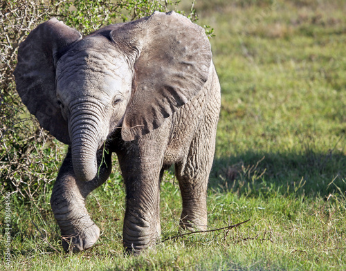Photography Closeup of a baby elephant