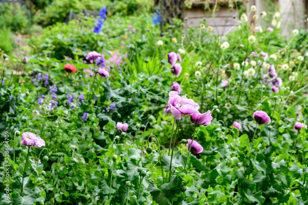 Close up of many large light purple poppy flowers in a sunny summer garden, beautiful outdoor floral background photographed with soft focus