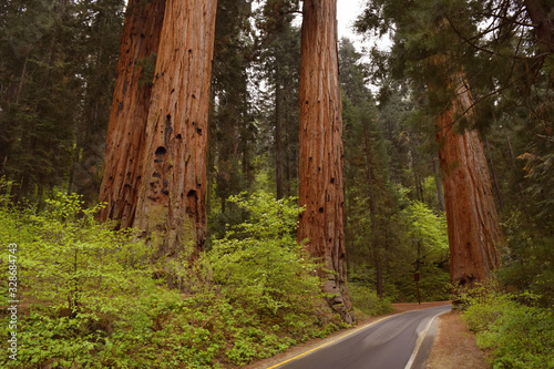 Sequoia National Park, California 