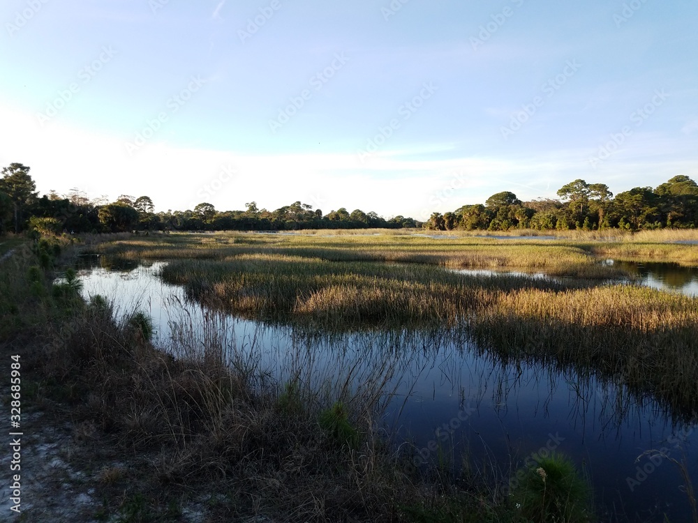 lake or river water with grasses and plants in Florida