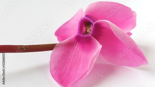 Pink cyclamen flower on a white background. A tender plant is ripped off. Greeting card or congratulation on March 8 or mothers day photo