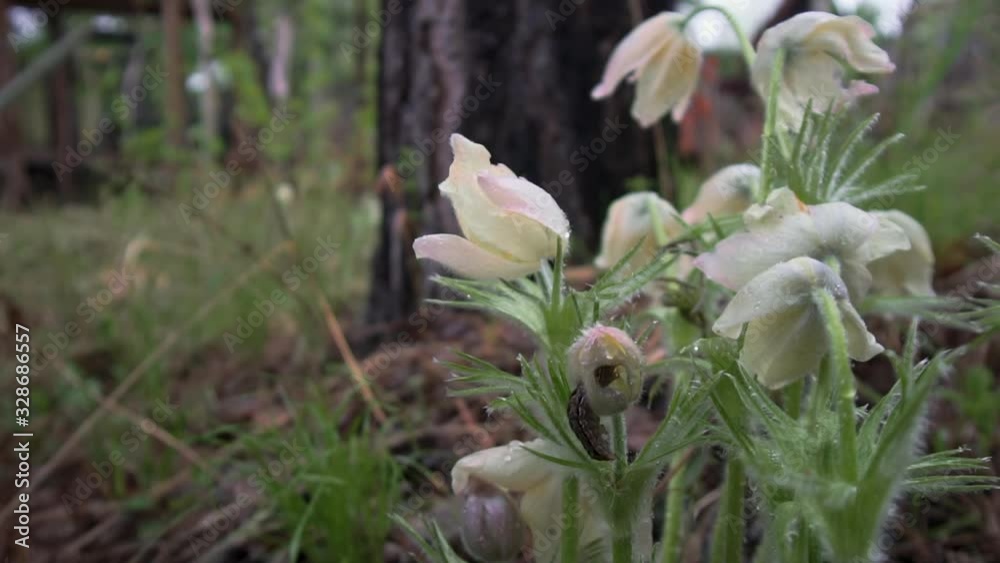 Snowdrops in a green forest part 2 Snowdrops in a green forest part 2