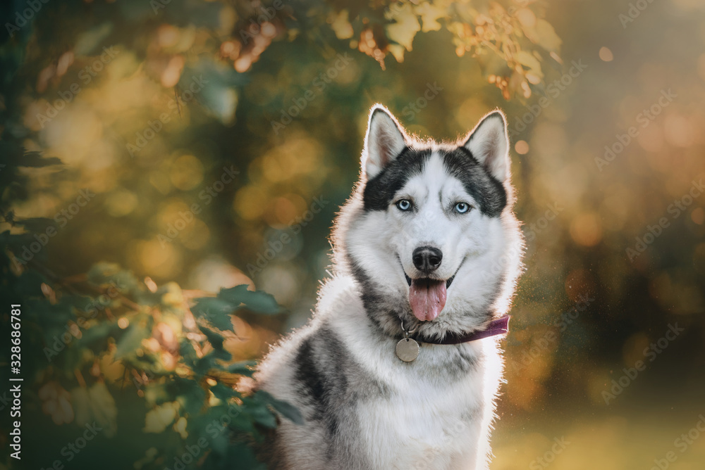 happy siberian husky dog posing outdoors in summer