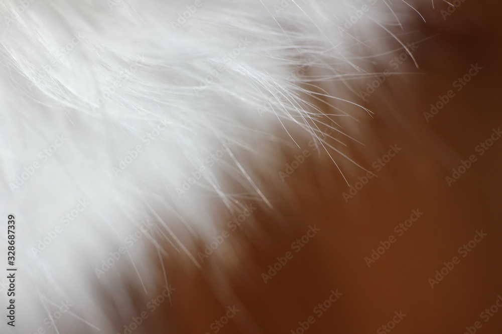 white animal hair with long hair close up white animal hair with long hair close up