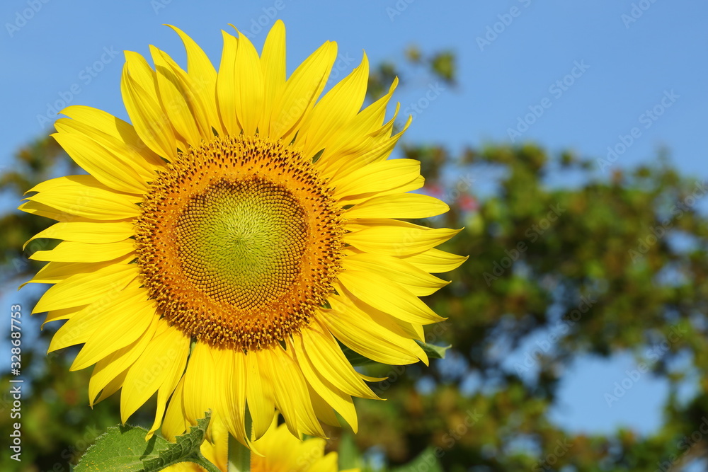 beautiful sunflower blossom blooming in the morning day of springtime
