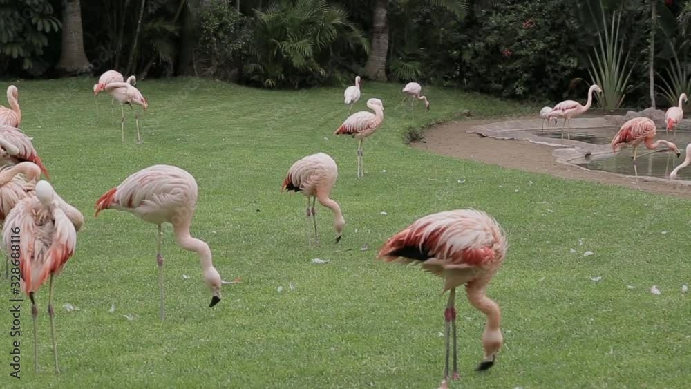 A flamingo flock eats grass from the meadow and drinks water from the pond. A flamingo flock eats grass from the meadow and drinks water from the pond.