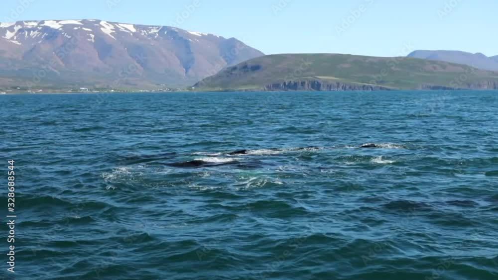 Whales on water in gulf of Iceland. Slow Motion Footage. Whales on water in gulf of Iceland. Slow Motion Footage.