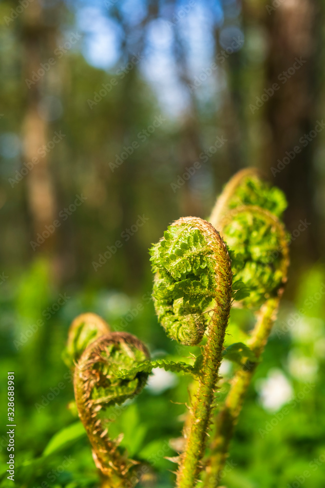 Buds of ferns in the spring Buds of ferns in the spring