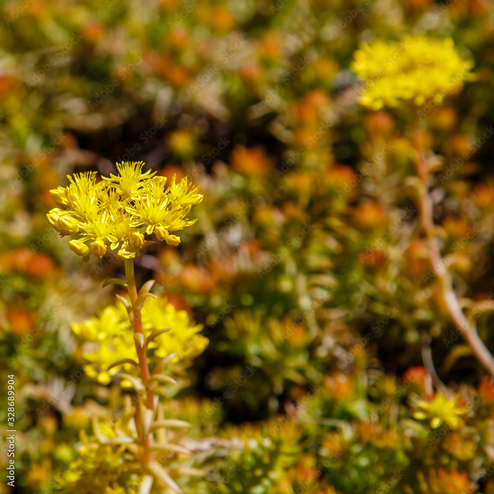 Sedum ( lat. Sedum acre ) - a perennial herbaceous succulent plant, kind kind stonecrop Ochitkovye family Sedum ( lat. Sedum acre ) - a perennial herbaceous succulent plant, kind kind stonecrop Ochitkovye family