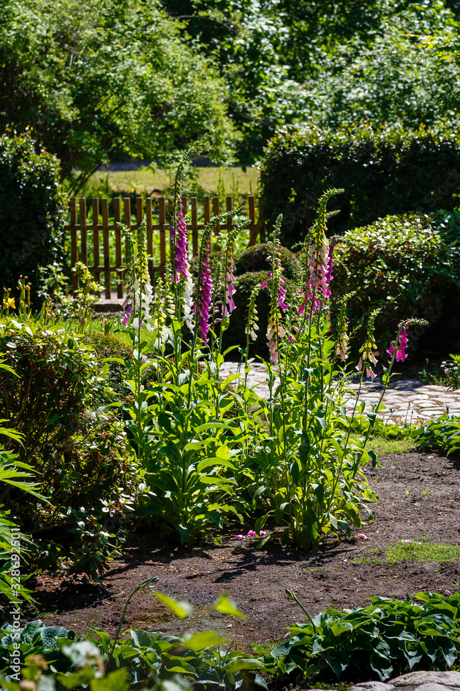Foxglove flowering in the summer garden. Blossom of colorful digitalis in sunny day. Foxglove flowering in the summer garden. Blossom of colorful digitalis in sunny day.
