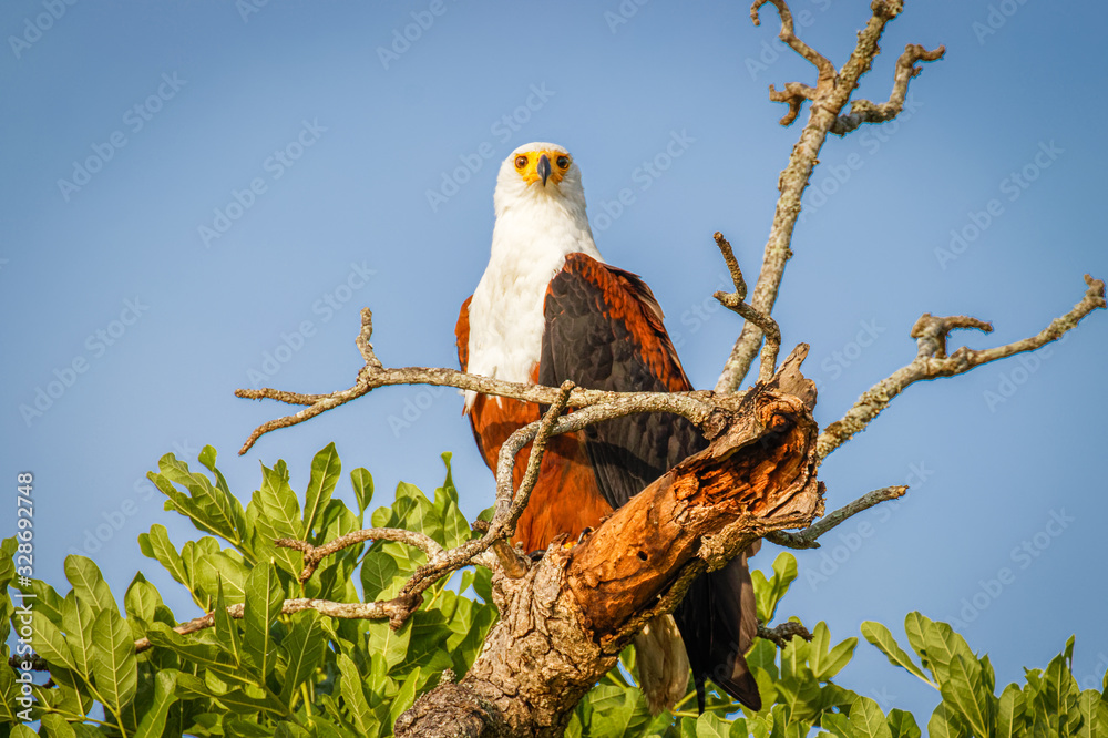African Fish Eagle (Haliaeetus vocifer) perched on a dead branch, Murchison Falls, Uganda. African Fish Eagle (Haliaeetus vocifer) perched on a dead branch, Murchison Falls, Uganda.