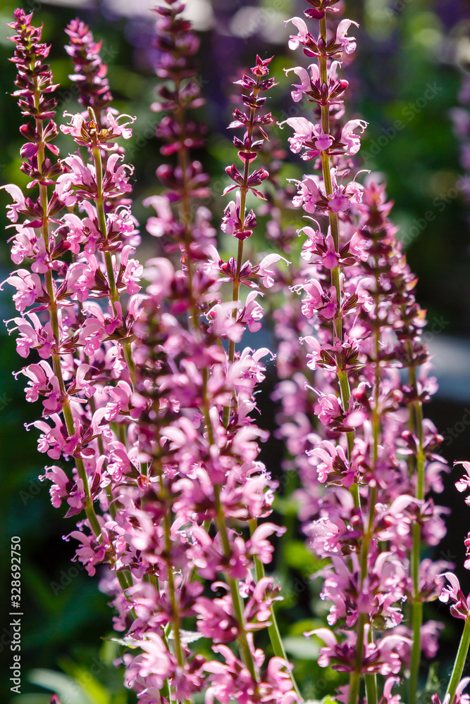 Obraz premium Salvia nemorosa in garden. Pink flowers of salvia