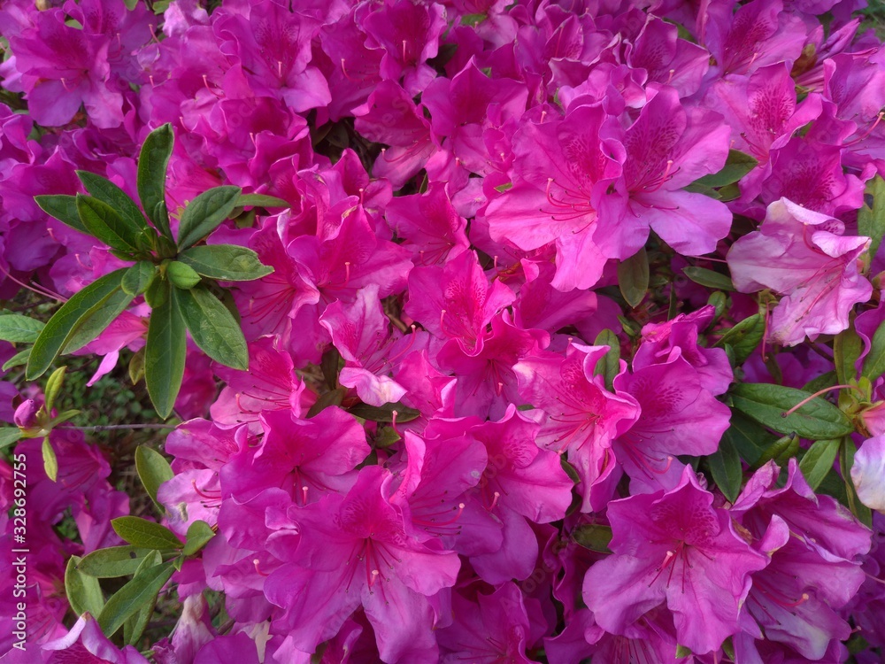 Closeup of a bed of pink flowers.