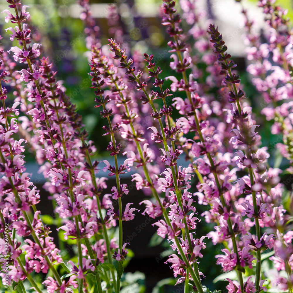 Beautiful Salvia flowers blooming in the garden Beautiful Salvia flowers blooming in the garden
