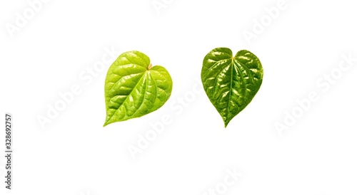 Collection of green betel leaf isolated on the white background.