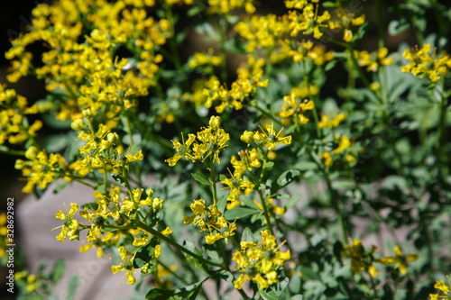 Yellow flowers of Ruta graveolens (common rue or herb of grace) in summer garden. The cultivation of medicinal plants in the garden.