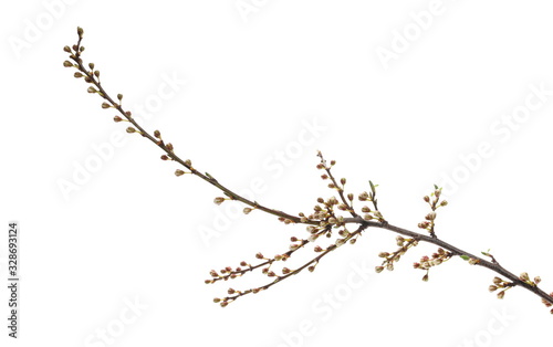 Blooming wild plum tree flowers isolated on white background, with clipping path
