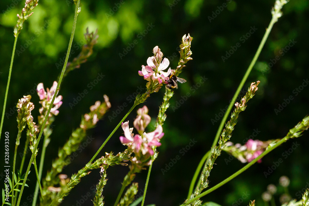 Hungarian Sainfoin (Onobrychis arenaria) on a sunny day in garden. A bee collects nectar on flowers. Flowers-honey plants in the garden Hungarian Sainfoin (Onobrychis arenaria) on a sunny day in garden. A bee collects nectar on flowers. Flowers-honey plants in the garden