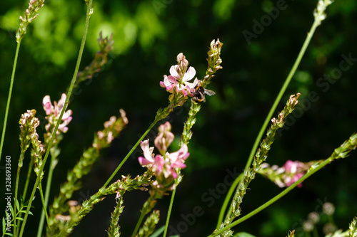 Hungarian Sainfoin (Onobrychis arenaria) on a sunny day in garden. A bee collects nectar on flowers. Flowers-honey plants in the garden