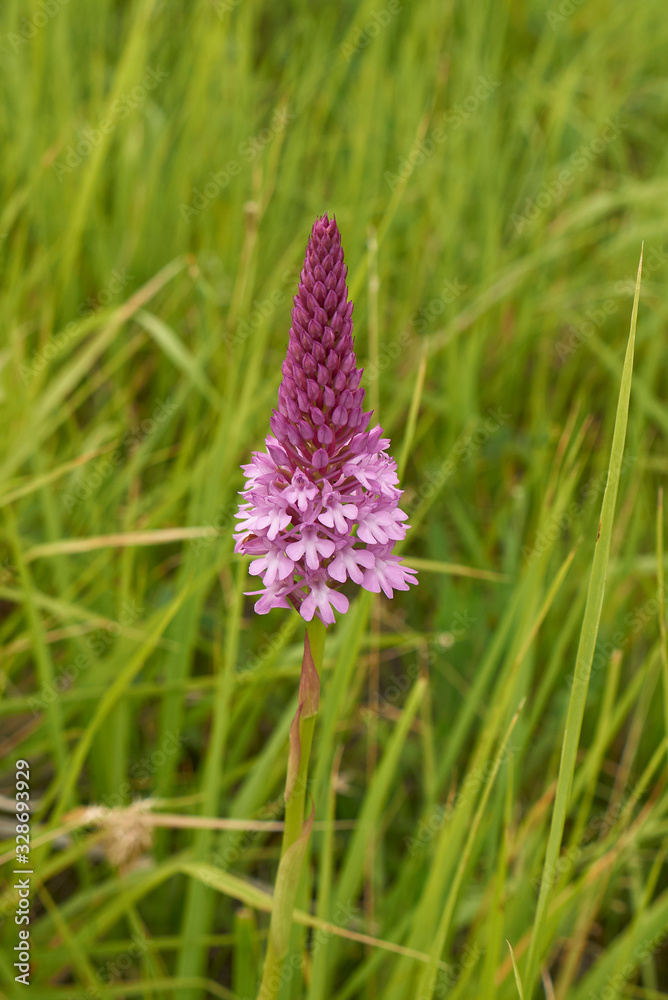 Fototapeta premium Anacamptis pyramidalis