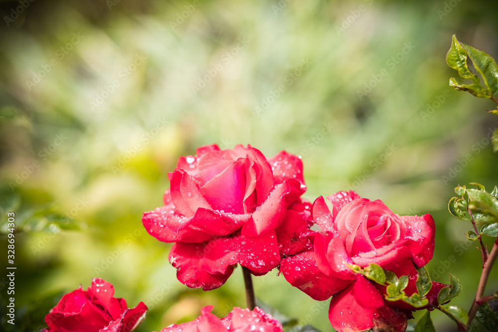 Obraz premium A bouquet of blooming pink roses with leaves and water drops in the rose garden during Spring.rose and raindrops, elegant shape and shining drops.Greeting card, holidays background