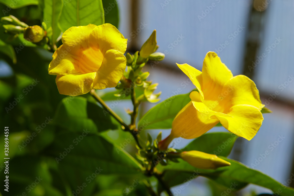 Beautiful yellow Alamanda flowers in the garden, Alamanda or allamanda is an ornamental plant known as alamanda flower and is also known as golden trumpet flower, yellow bell flower, or buttercup flow Beautiful yellow Alamanda flowers in the garden, Alamanda or allamanda is an ornamental plant known as alamanda flower and is also known as golden trumpet flower, yellow bell flower, or buttercup flow