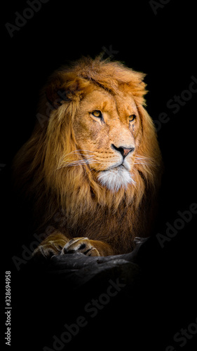 portrait of a lion © Jackson