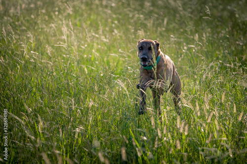 Perro Galgo corre en la pradera. 