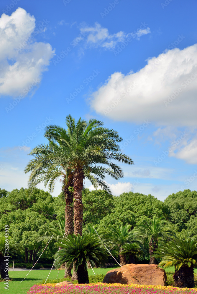 City Park, palm trees under blue sky and white clouds