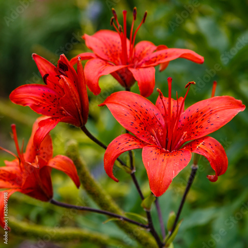 Red lillium flowers  lilium sort Polymja  in the garden