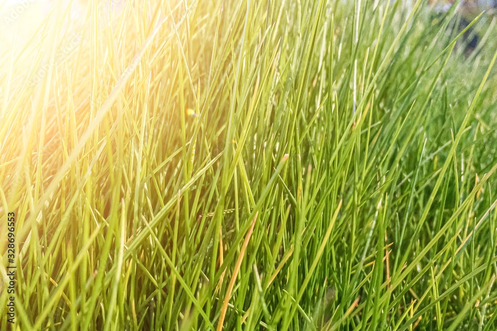 green fresh grass on sunlight background close up green fresh grass on sunlight background close up