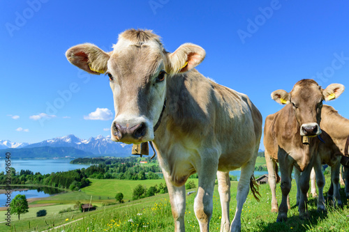 Jungvieh-Herde auf einer herrlich gelegenen Weide im ostallg  uer Alpenvorland