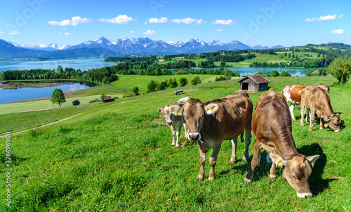 Jungvieh-Herde auf einer herrlich gelegenen Weide im ostallg  uer Alpenvorland