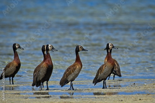 white-faced whistling duck Dendrocygna viduata photo