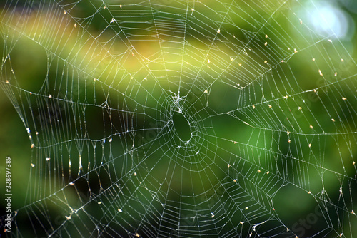 Close up of spider web on green background