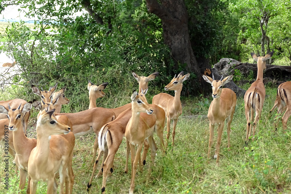 Fototapeta premium Aepyceros melampus melampus