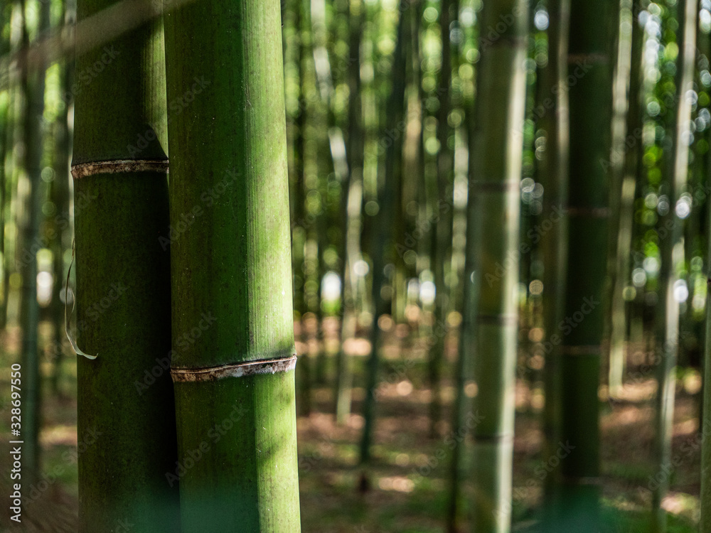 Bamboo in Japanese Bamboo Forrest Bamboo in Japanese Bamboo Forrest