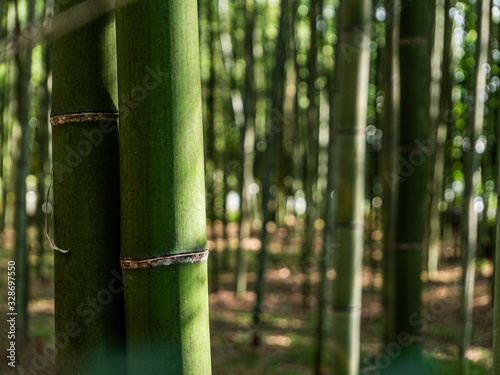 Bamboo in Japanese Bamboo Forrest