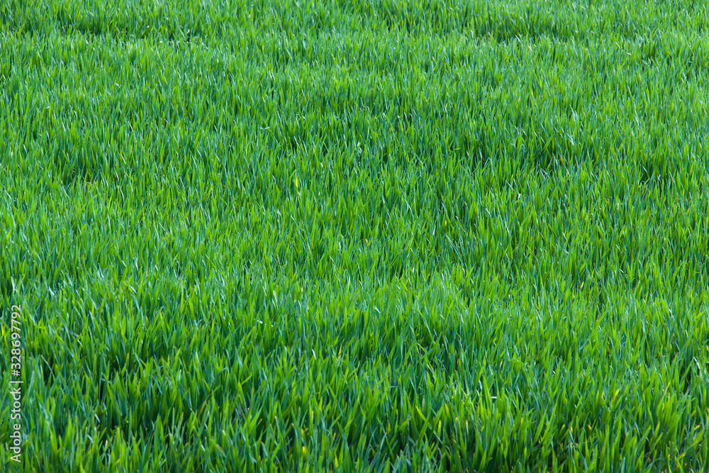 Dense shoots of wheat or rye. Young Wheat seedlings. Dense shoots of wheat or rye. Young Wheat seedlings.