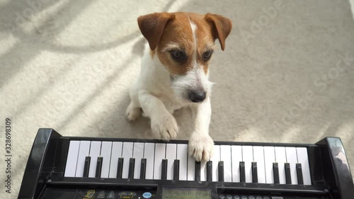 the dog plays the piano