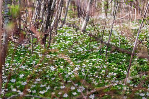 Spring forest with a clearing of early flowers on a warm May day blurred around the edges