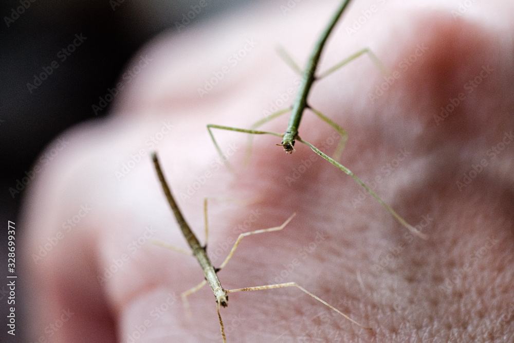 Medauroidea extradentata, commonly known as the Vietnamese or Annam walking stick, is a species of the family Phasmatidae. walking on hand Medauroidea extradentata, commonly known as the Vietnamese or Annam walking stick, is a species of the family Phasmatidae. walking on hand