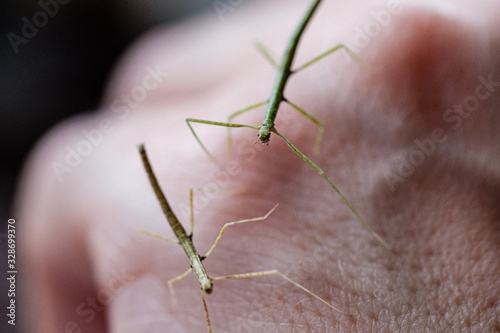 Medauroidea extradentata, commonly known as the Vietnamese or Annam walking stick, is a species of the family Phasmatidae. walking on hand photo