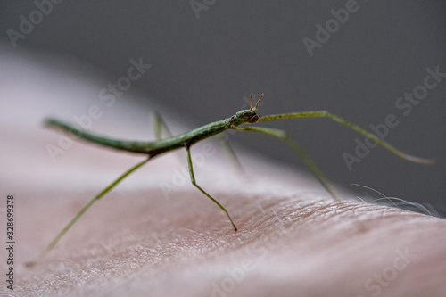 Medauroidea extradentata, commonly known as the Vietnamese or Annam walking stick, is a species of the family Phasmatidae. walking on hand