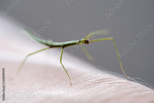 Medauroidea extradentata, commonly known as the Vietnamese or Annam walking stick, is a species of the family Phasmatidae. walking on hand