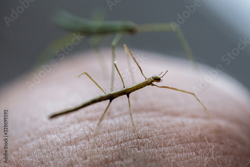 Medauroidea extradentata, commonly known as the Vietnamese or Annam walking stick, is a species of the family Phasmatidae. walking on hand